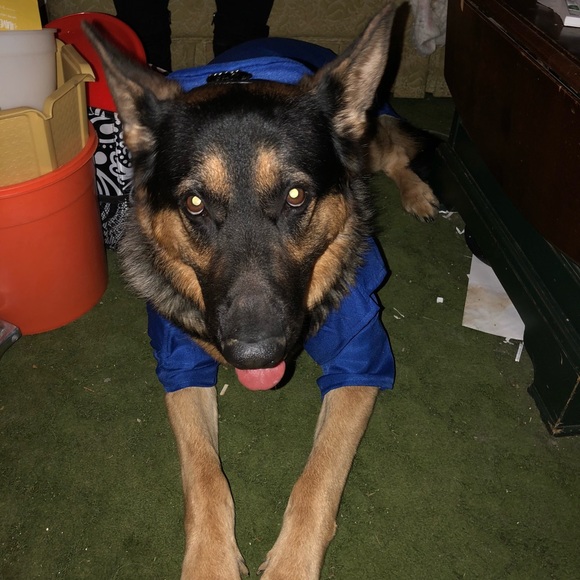 Meet your Posher, Rose - Picture 6 of 8